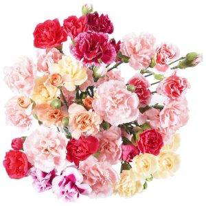 Fresh-cut Mini Carnation Flower Bouquet (10 ct)