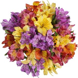 Rainbow Alstroemeria Flower Bouquet (10 ct)